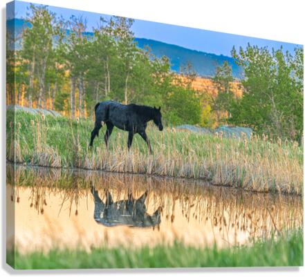 Horse Reflection Canvas Print