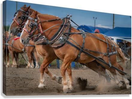 Horsepower Canvas Print