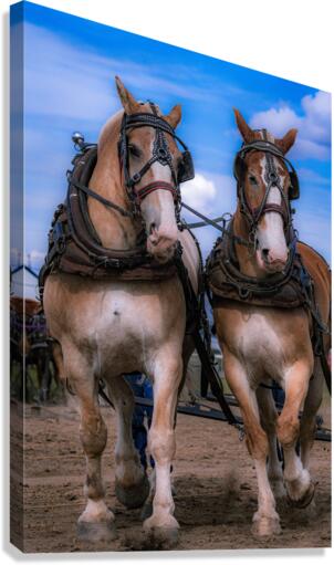 Teamwork Canvas Print