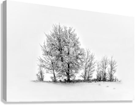 Trees BW Canvas Print
