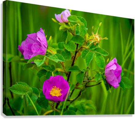 Wild Roses Canvas Print