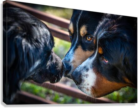 Getting to Know Each Other Canvas Print