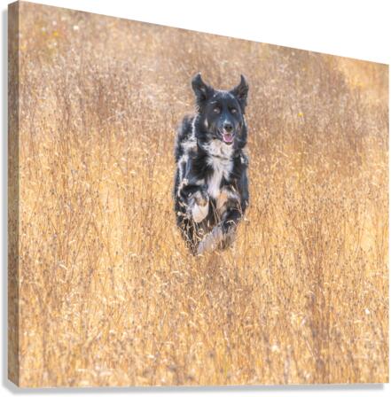Happy Dog Canvas Print