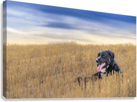 Resting Canvas Print