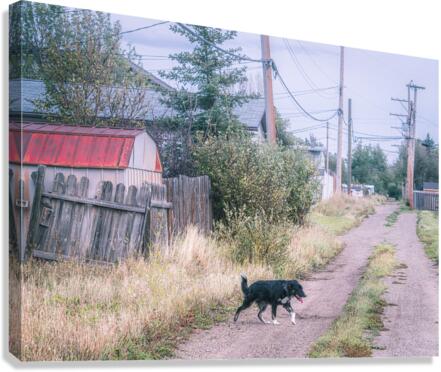 The Stray Canvas Print