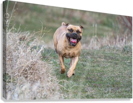 Smiley Canvas Print