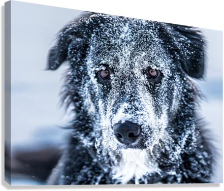 Winter Dog Canvas Print