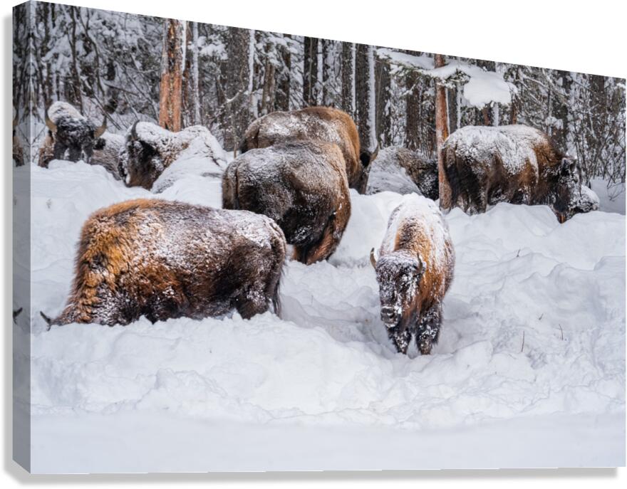 Bison Herd Canvas Print