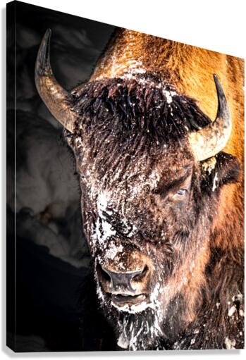 Bison Portrait Canvas Print