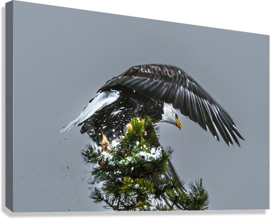 Bald Eagle Canvas Print