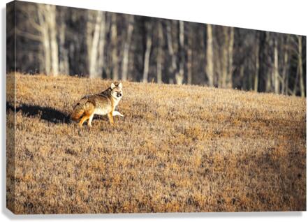 Coyote Canvas Print