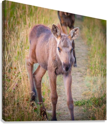 Curious Calf Canvas Print