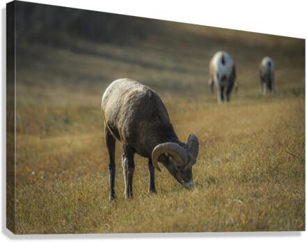 Grazing Canvas Print