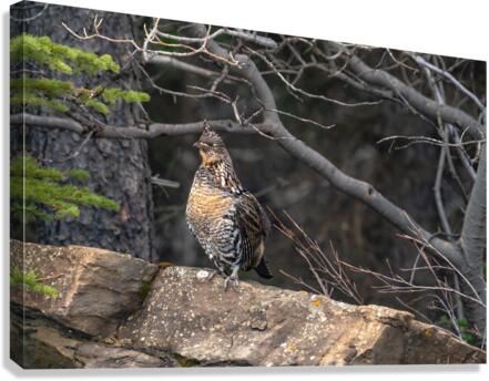Grouse Canvas Print