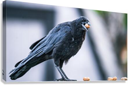 Eating Peanuts Canvas Print