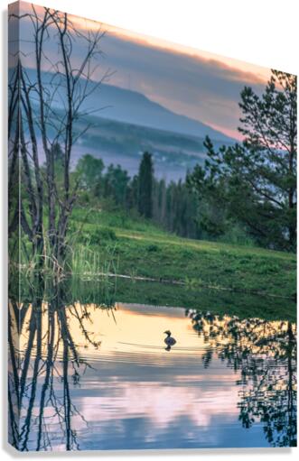 Evening Bath Canvas Print
