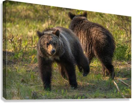 I Got Your Back Canvas Print