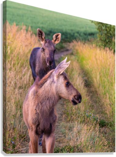 Moose Calfs Canvas Print