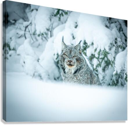 Lynx Canvas Print