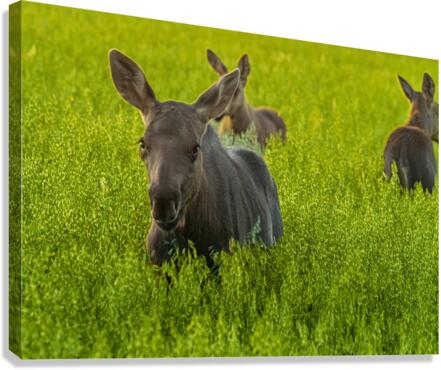 Moose Triplets Canvas Print