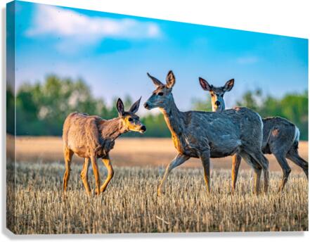 Mule Deer Canvas Print