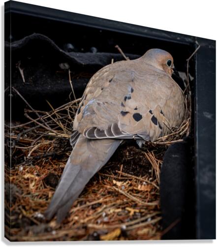 Nesting Pidgeon Canvas Print