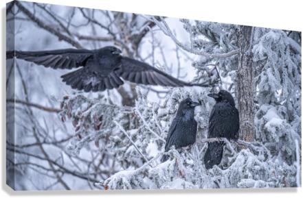 Ravens Canvas Print