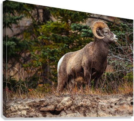Ram Canvas Print