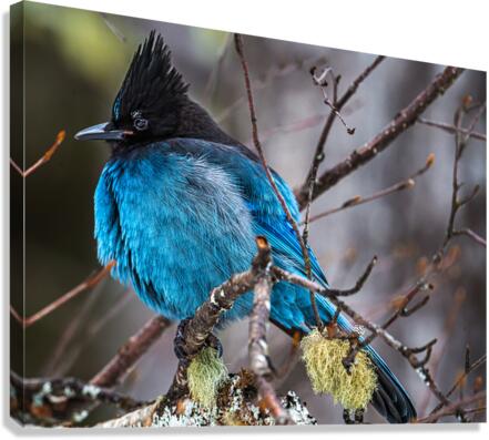 Stellers Jay Canvas Print