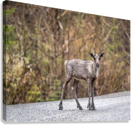Young Elk Canvas Print