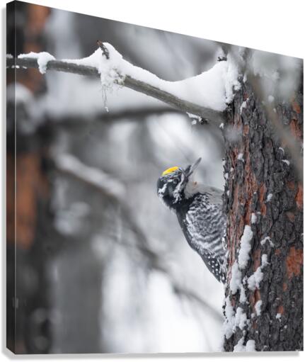 Woodpecker Canvas Print