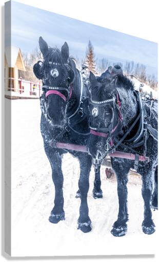 Percherons Canvas Print