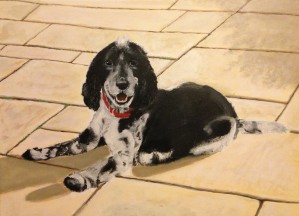 Cocker Spaniel