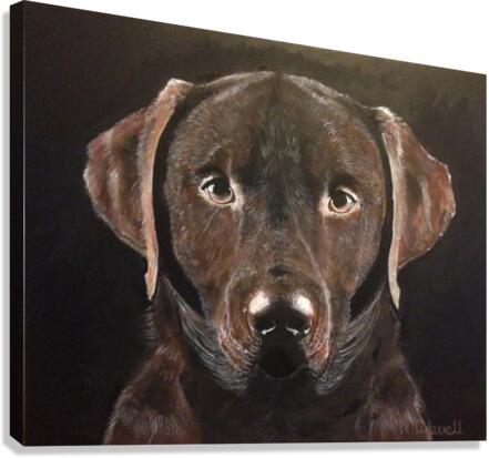 Chocolate Labrador Canvas Print