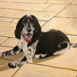 Cocker Spaniel
