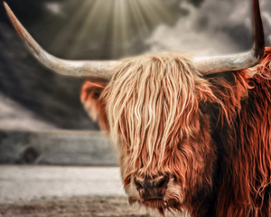 SCOTTISH COW SUN 