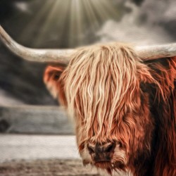 SCOTTISH COW SUN 