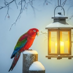 Warm Winter Glow Parrot Wall Art – Serene Lantern Light Nature Print