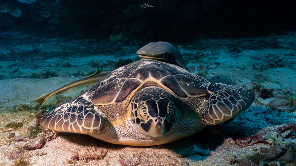 Sleepy Turtle Print