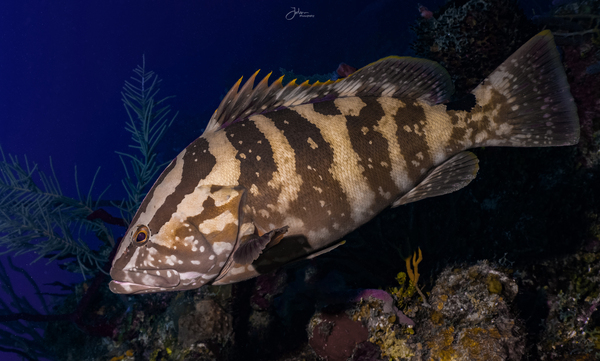 Deep Nassau  by deepseawilson