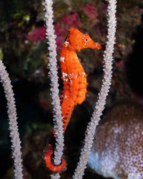 Shy Seahorse by deepseawilson