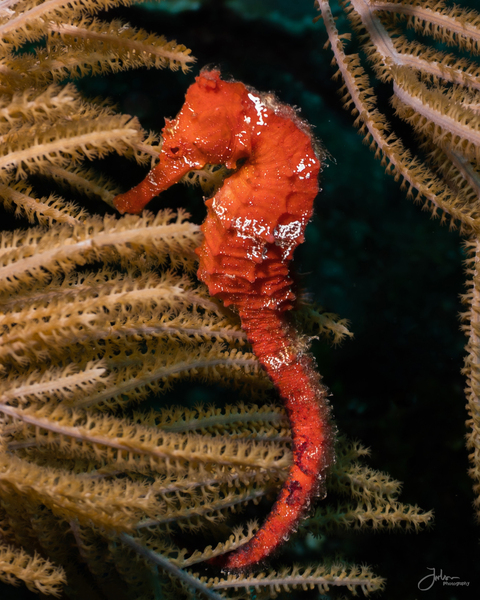 Rouge Seahorse by deepseawilson