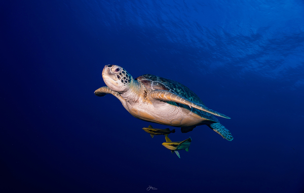 Turtle Time Print