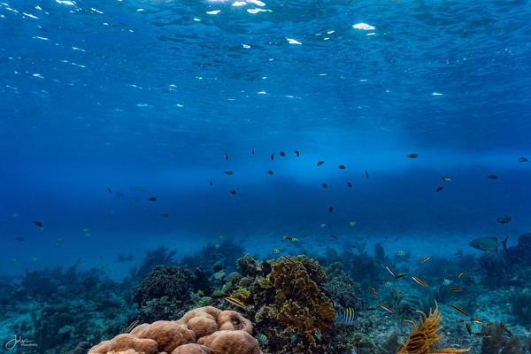 Reefscapes  1 by deepseawilson