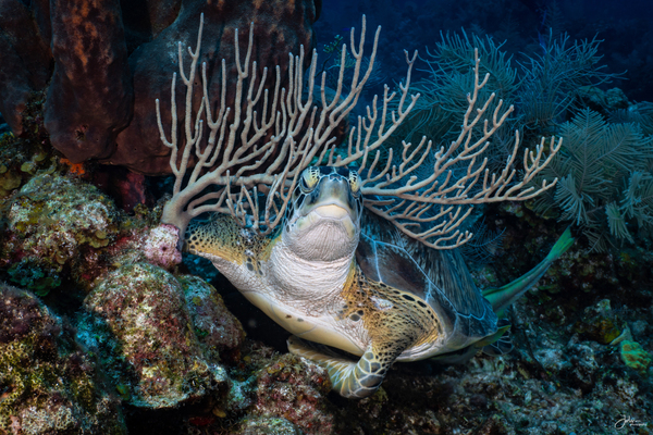 Reef Crown by deepseawilson