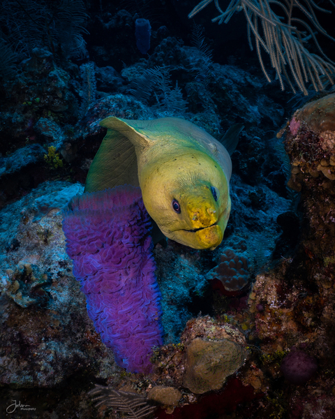 Neon Eel Print