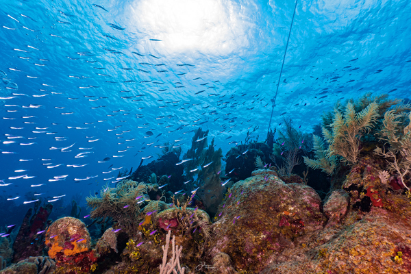 Reefscape  2 by deepseawilson
