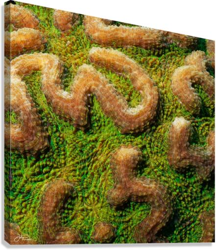 The Maze Canvas Print