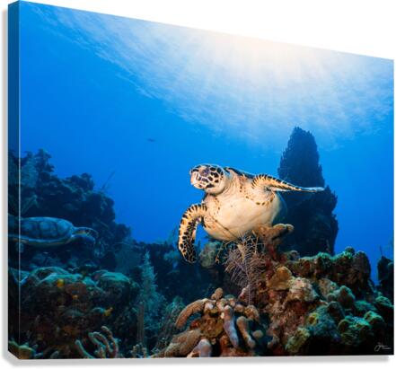 Soaring Canvas Print