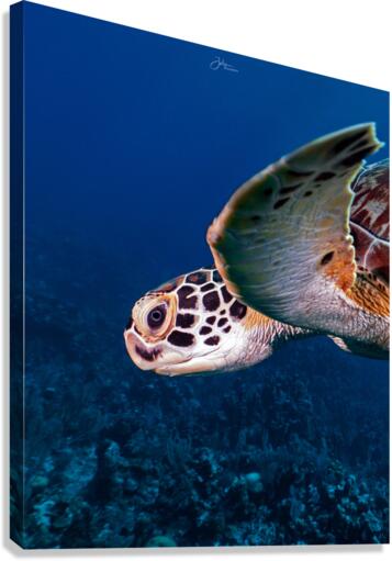 Side by side Canvas Print